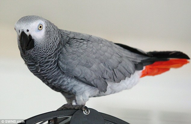 Parrot Snitches on Wife Who Murdered Husband: ‘Don’t Fucking Shoot’
