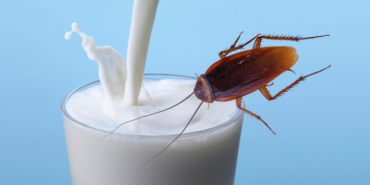 Cockroach Milk Will Be The Next Superfood According To Experts 